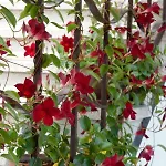 Le Magnolie