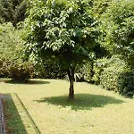 Le Magnolie Apartman Mestre