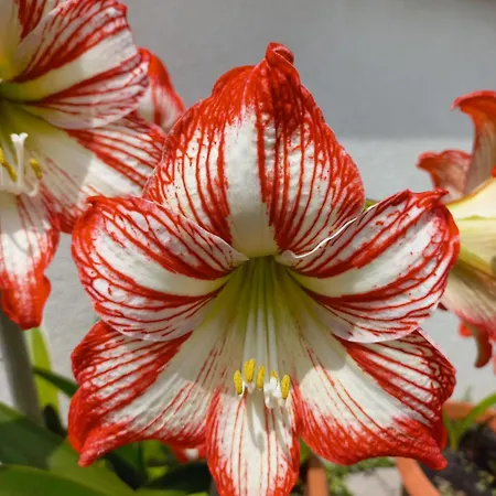 شقة Le Magnolie