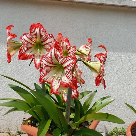Apartamento Le Magnolie Mestre