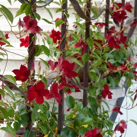 Le Magnolie