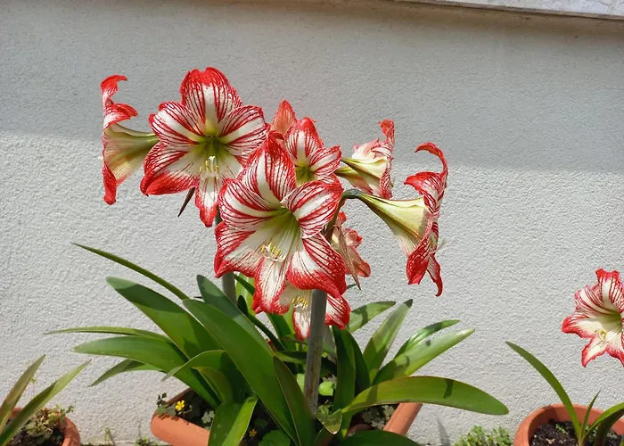 公寓 木兰花公寓 梅斯特雷