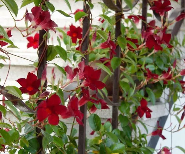 木兰花公寓